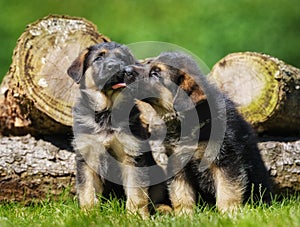 Cute german shepherd puppies