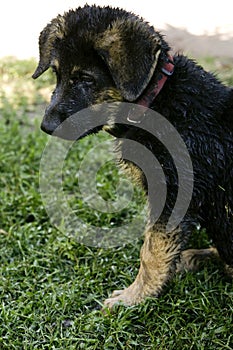 Cute german shepherd puppy