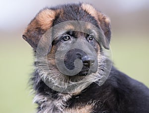 Cute German Shepherd Puppy