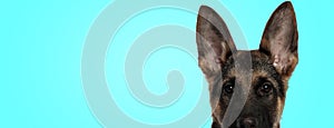 Cute german shepherd puppy dog with big ear in an alert closeup pose