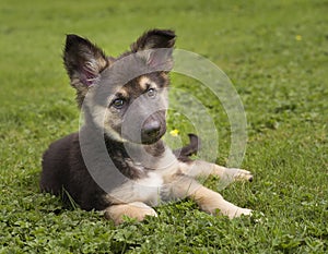 Cute German Shepherd Puppy in Grass