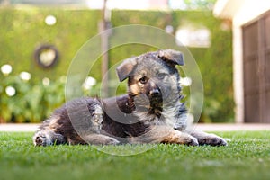 Cute german shepherd puppy portrait