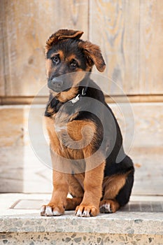 Cute german shepherd puppy sits at the front door of a farm