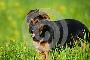 Cute german shepherd puppy standing in a flower meadow