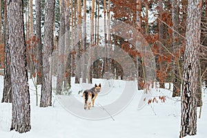 Cute german shepherd in snow forest in winter