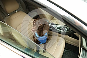 Cute German Shorthaired Pointer dog waiting for owner on front seat of car. Adorable pet