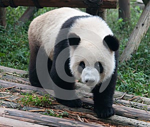 Cute giant panda bear