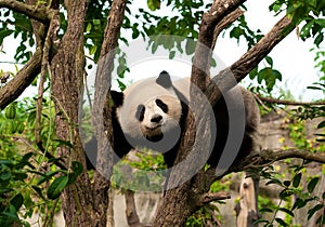 Cute giant panda bear climbing a tree