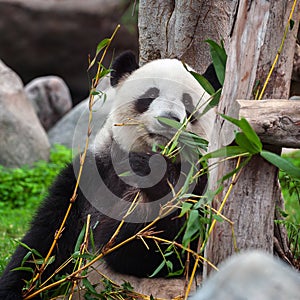 Cute giant panda bear eating fresh green bamboo