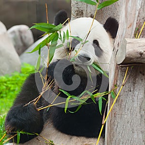 Cute giant panda bear eating fresh green bamboo