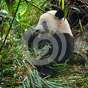 Cute giant panda bear eating fresh green bamboo