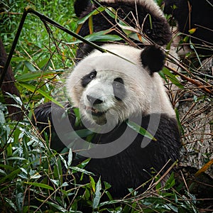 Cute giant panda bear eating fresh green bamboo