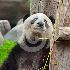 Cute giant panda bear looking in the camera