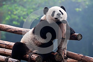 Cute giant panda bear posing for camera photo