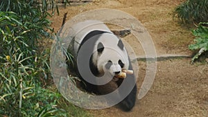 Cute giant panda bear walking