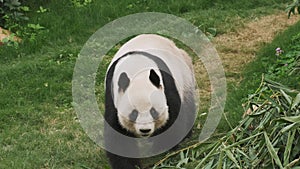 Cute giant panda bear walking