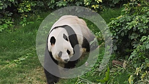 Cute giant panda bear walking