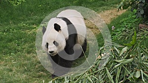 Cute giant panda bear walking