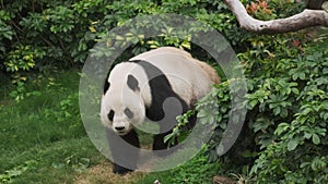 Cute giant panda bear walking