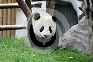  cute giant panda cub