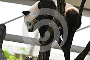 Cute giant panda cub climbing tree in the park. selective focus.