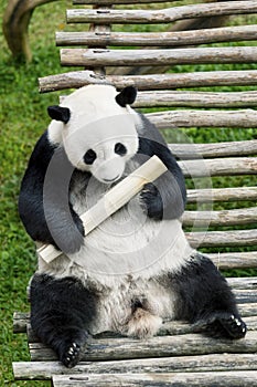 Cute giant panda holding a bamboo stick