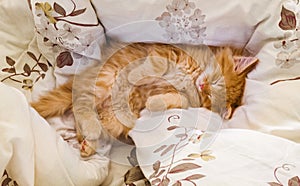 Cute ginger baby cat sleeping on white bed clothes