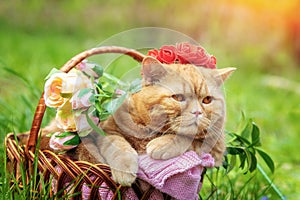 Cute ginger British shorthair cat sitting in a basket with roses