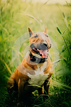 A cute ginger Bull Terrier sits amidst green wheat stalks in a summer day. The joyful dog and the rural scenery evoke themes of