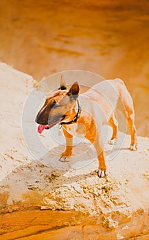 A cute ginger bull terrier stands on top of a high sandy hill on a sunny summer day. Adventure, and the beauty of nature