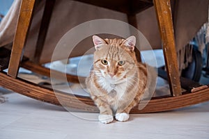 Cute ginger cat with an addressee on his neck lies under a wooden chair photo