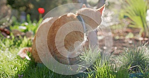 Cute ginger cat in backyard garden. Furry orange cat outdoor on lawn with sunshine