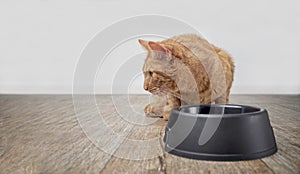 Cute ginger cat behind a emty food dish looking sideways.