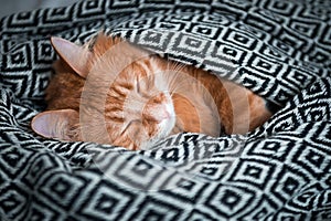 Cute ginger cat coversd is sleeping in soft blanket on the bed. Pet at home. I love animal