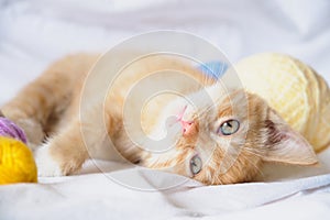 cute ginger cat and different multi-colored balls of thread the kitten lies on its back on the bed