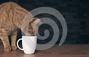 Cute ginger cat drinking from a whte cup.