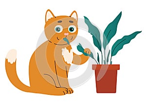 Cute ginger cat eat houseplant. Cat holds leaf in mouth.