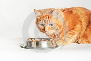 Cute ginger cat eating food from a bowl on white background