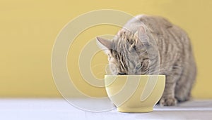 Cute ginger cat eating out of a yellow food bowl.