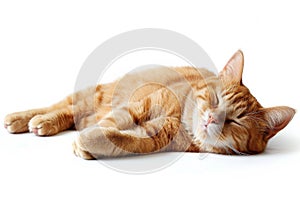 A Cute Ginger Cat Enjoying A Serene White Background