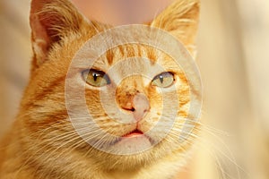 Cute ginger cat face closeup. Cheshire Cat