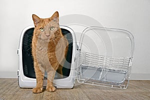 Cute ginger cat going out of a open pet carrier and looking at camera.