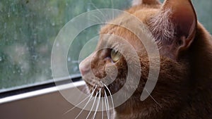 Cute ginger cat at home in front of window.