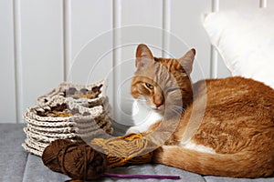 Cute ginger cat laying on the bed with a ball of yarn and crochet hook. Cat playing with with crocheted ornament.