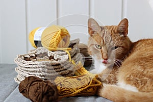 Cute ginger cat laying on the bed with a ball of yarn and crochet hook. Cat playing with with crocheted ornament.