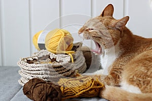 Cute ginger cat laying on the bed with a ball of yarn and crochet hook. Cat playing with with crocheted ornament.