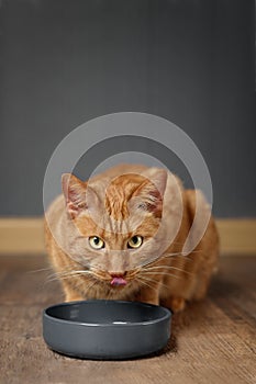 Hungry ginger cat licking his Face behind a grey food dish.