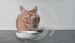 Cute ginger cat licking his face next to a white food dish.