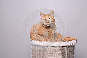 Cute ginger cat lies on the scratching post and looks curious at camera.