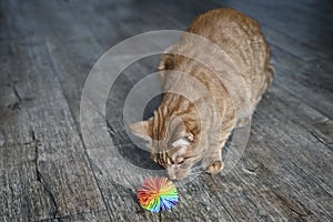 Cute ginger cat lookig curious to a toy ball.